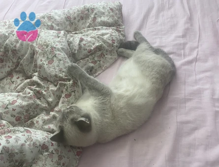 British Shorthair 1 Yaşında Kızıma eş arıyorum