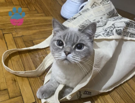 British Shorthair 1 Yaşında Kızıma eş arıyorum