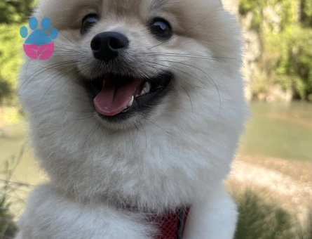 Poomeranian Boo 1 Yaşında Erkek Köpeğim Eş Arıyor - 118984099