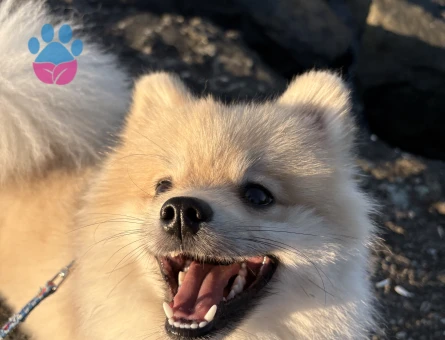 Poomeranian Boo 1 Yaşında Erkek Köpeğim Eş Arıyor