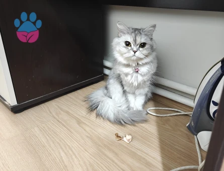 British Shorthair Kedim Lisya için Eş Arıyorum - 118984102