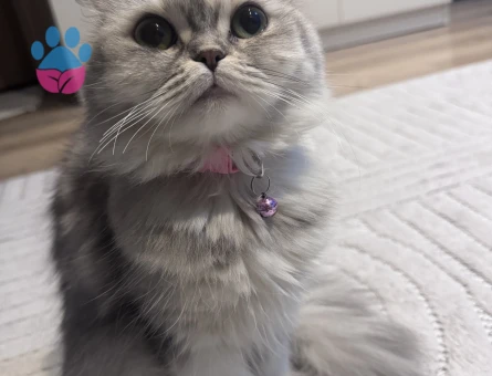 British Shorthair Kedim Lisya için Eş Arıyorum