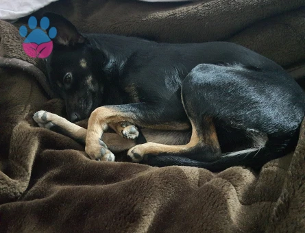 Minyatür Pinscher İçin Eş Arıyoruz