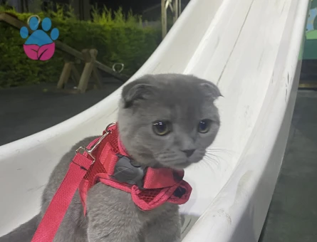 Schottish Fold erkek kedim için dişi arıyorum