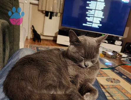 Duman kızımıza onun gibi güzel bir es arıyoruz