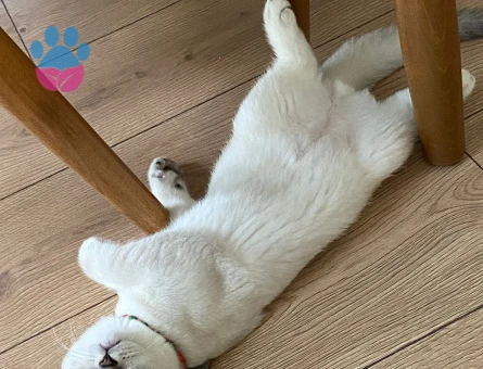 YAKIŞIKLI OĞLUMA EŞ ARIYORUZ 👀