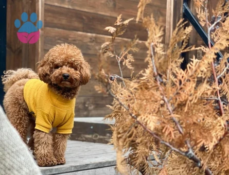 Oğlumuz Rio’ya eş arıyoruz.