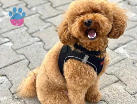 Oğlumuz Rio’ya eş arıyoruz.