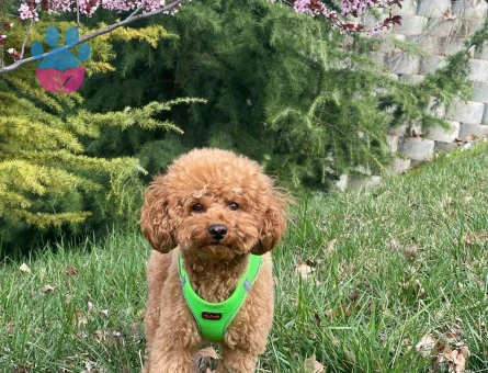 Oğlumuz Rio’ya eş arıyoruz.