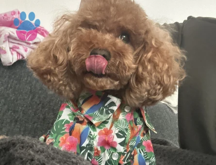 Oğlumuz Rio’ya eş arıyoruz.