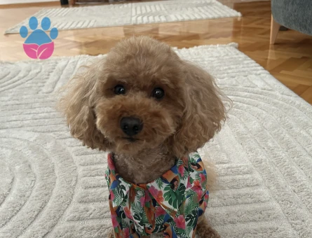 Oğlumuz Rio’ya eş arıyoruz.