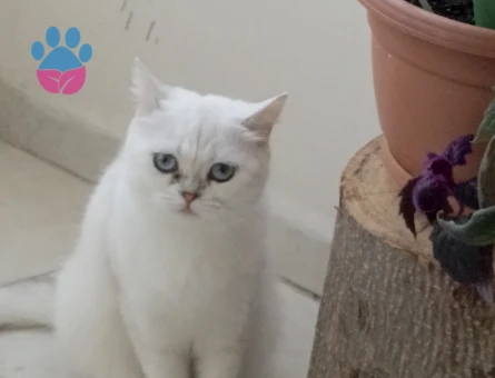 1 Yaş British Short Ait Kızıma Eş Arıyorum