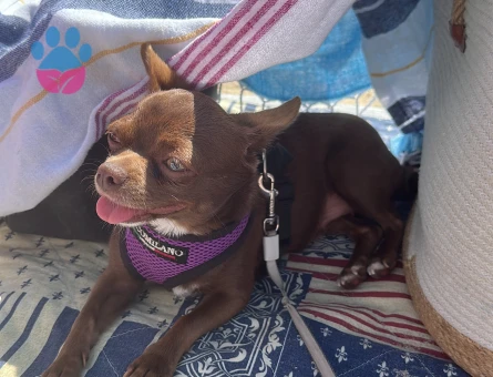 Safkan Chihuahua Dişi Köpeğime Eş Arıyorum