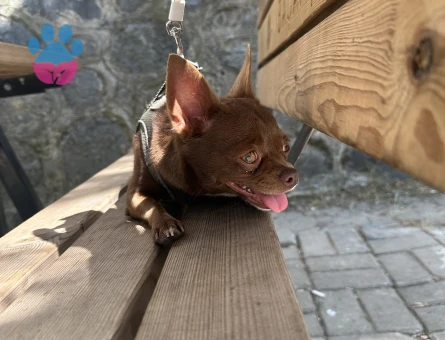 Safkan Chihuahua Dişi Köpeğime Eş Arıyorum