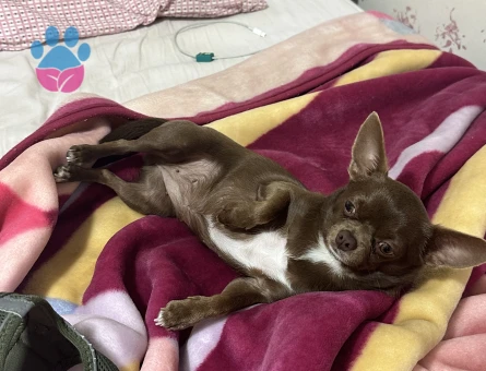 Safkan Chihuahua Dişi Köpeğime Eş Arıyorum