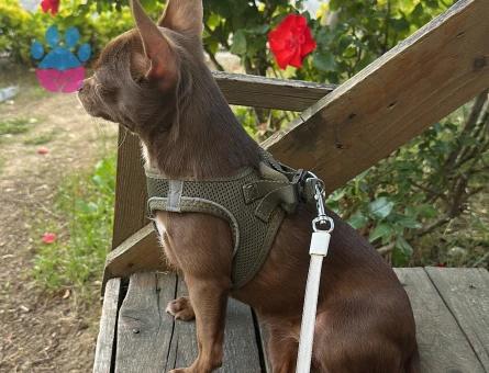 Safkan Chihuahua Dişi Köpeğime Eş Arıyorum