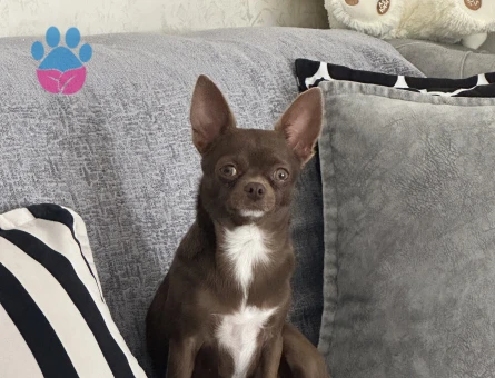 Safkan Chihuahua Dişi Köpeğime Eş Arıyorum