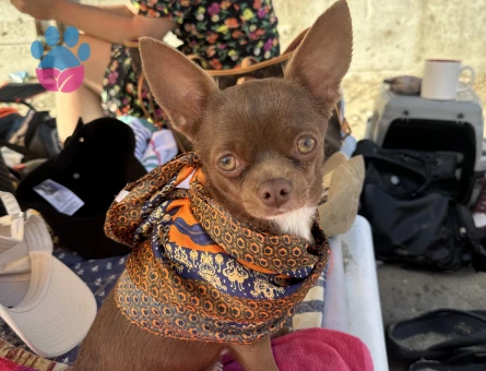 Safkan Chihuahua Dişi Köpeğime Eş Arıyorum