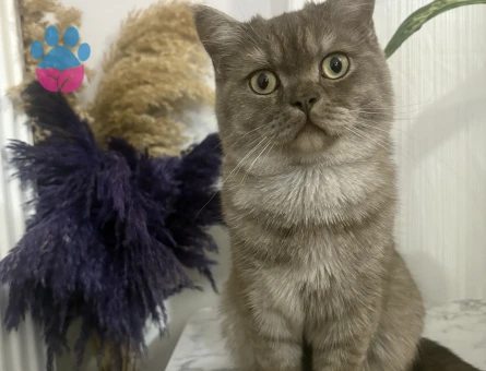 Merkür oğlumuza dişi arıyoruz