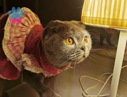 Güzel kızıma yakışıklı damat arıyorum(tıraşlı hali şuan güncel )