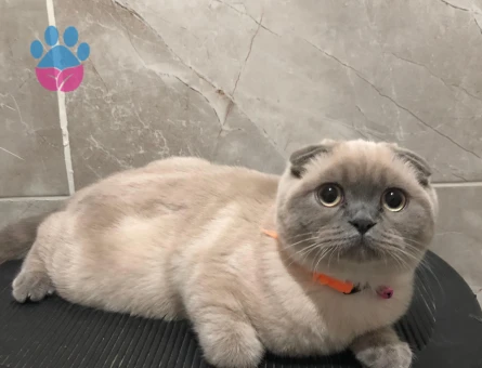 Scottish Fold Kızıma eş arıyorum