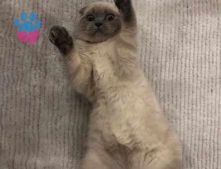 Scottish Fold Kızıma eş arıyorum