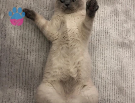 Scottish Fold Kızıma eş arıyorum