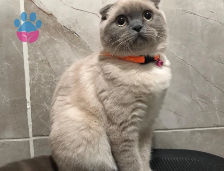 Scottish Fold Kızıma eş arıyorum