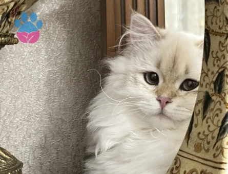 British Longhair Dişi Kedim Eş Arıyor