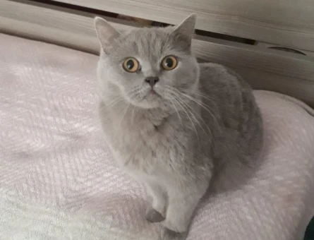 British Shorthair Kızıma eş arıyorum - 118984412