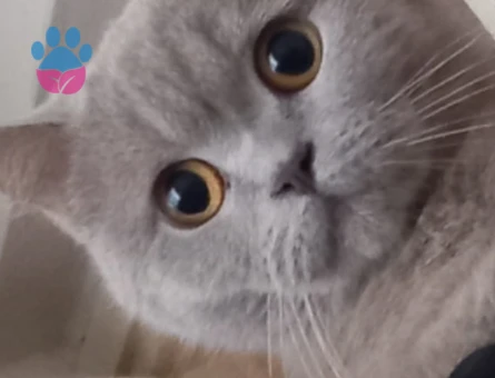 British Shorthair Kızıma eş arıyorum