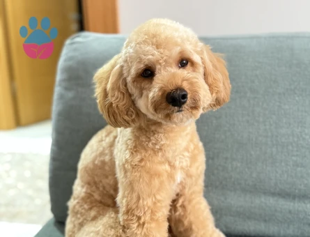 Toy Poodle Chivas eş arıyoruz