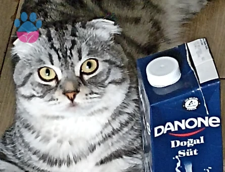 Scottish Fold 1 Yaşında Eş Arıyor