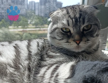 Scottish Fold 1 Yaşında Eş Arıyor - 118984415