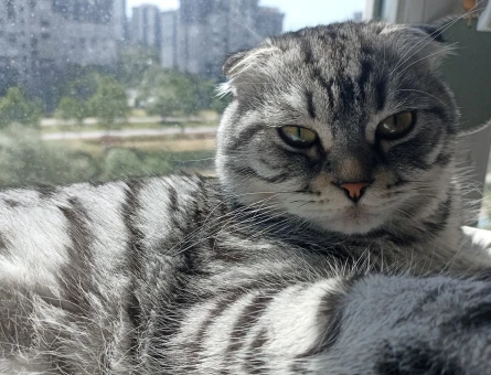 Scottish Fold 1 Yaşında Eş Arıyor - 118984415