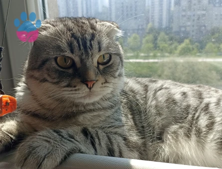 Scottish Fold 1 Yaşında Eş Arıyor