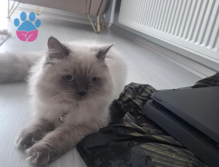 British Blue Point Eş Arıyor - 118984416