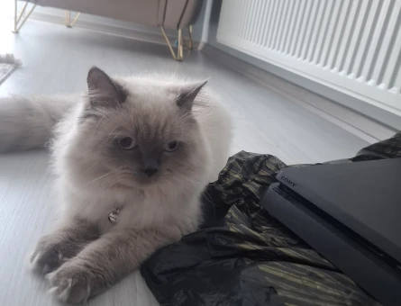 British Blue Point Eş Arıyor - 118984416