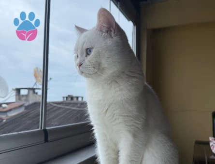 1 Yaşında British Shorthair Kedime Eş Arıyorum