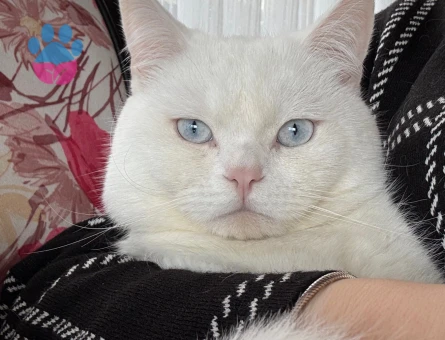 1 Yaşında British Shorthair Kedime Eş Arıyorum