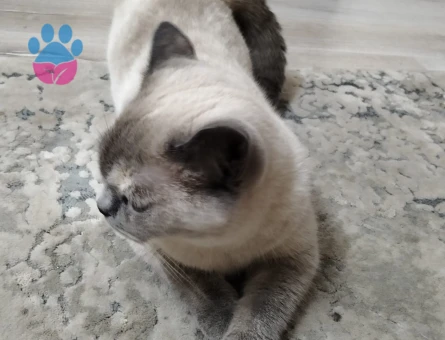 Scottish Fold Blue Point Dişi Kedimize Eş Arıyoruz - 118984419