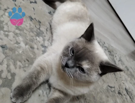 Scottish Fold Blue Point Dişi Kedimize Eş Arıyoruz