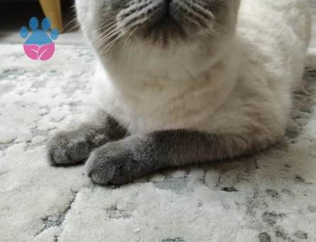 Scottish Fold Blue Point Dişi Kedimize Eş Arıyoruz