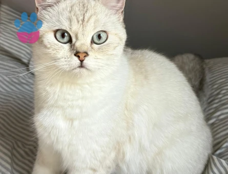 British Shorthair Kızıma Uygun Eş Arıyorum