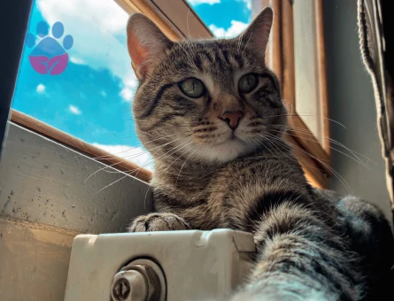 British Shorthair Oğlumuza Acil Eş Arıyoruz