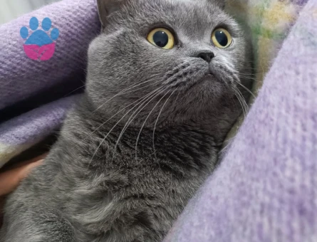 British Oğlumuz Dumana Eş Arıyoruz