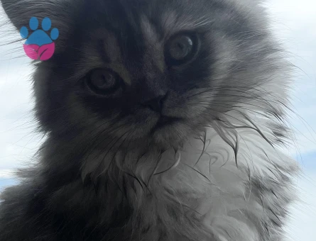 Kızımız ve Oğlumuz için eş arıyoruz