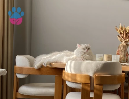 British Longhair Kaliteli Soy