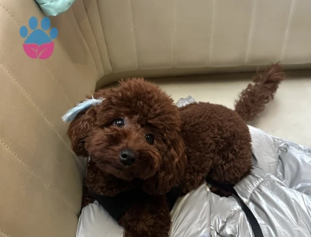 OĞLUMA ÇİFTLEŞTİRECEK EŞ ARIYORUM