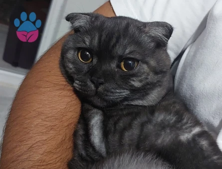 Erkek kedimize eş arıyoruz